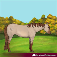Horse Color:Red Dun 