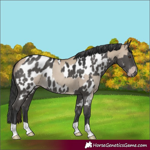 Horse Color:Classic Champagne Dun  and Black Near Leopard 