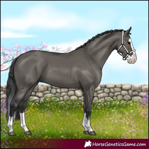 Horse Color:Grullo Splash 