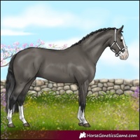 Horse Color:Grullo Splash 