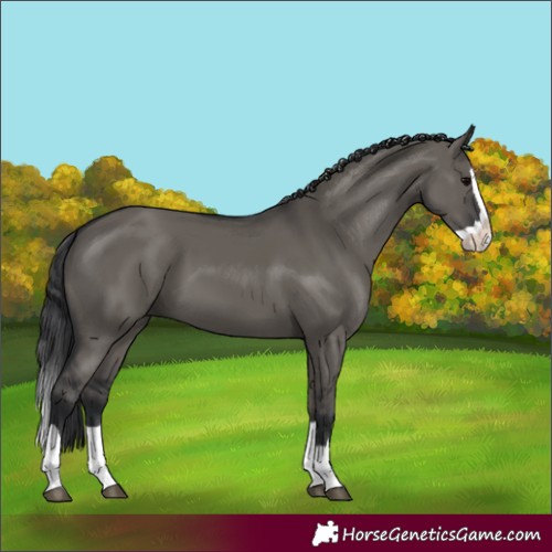 Horse Color:Grullo Splash
