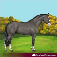 Horse Color:Grullo Splash 