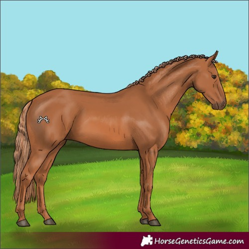 Horse Color:Chestnut 