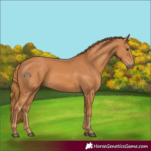 Horse Color:Chestnut 