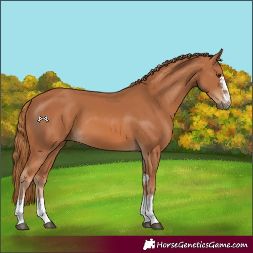 Horse Color:Chestnut 