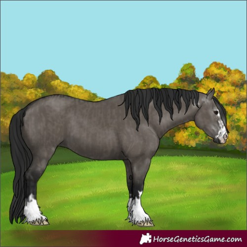 Horse Color:Grullo  and Gray Grullo 