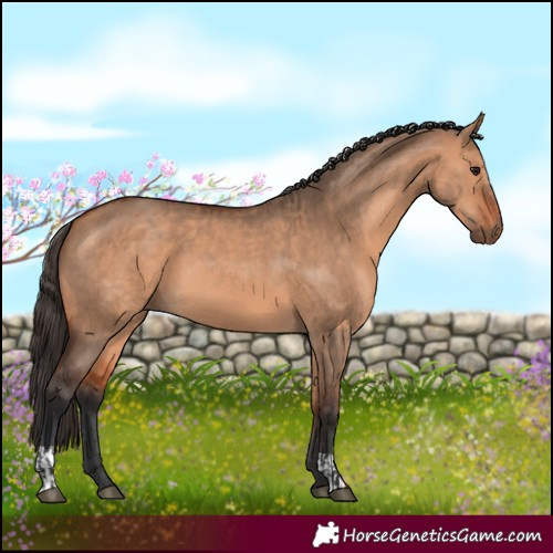 Horse Color:Bay Dun  and Bay Dun 