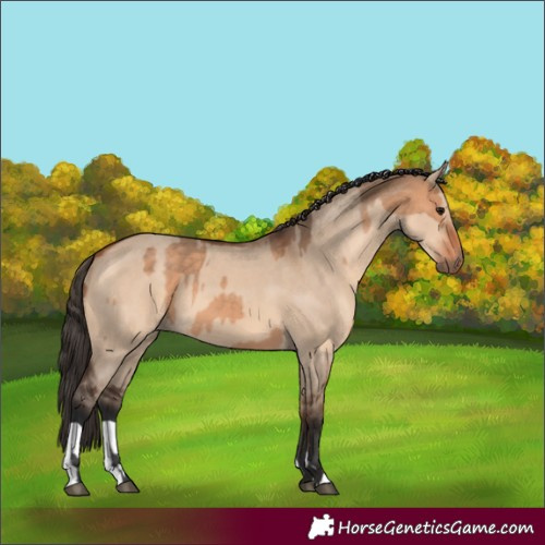 Horse Color:Bay Dun  and Bay Dun 