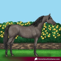 Horse Color:Grullo  and Smoky Grullo 