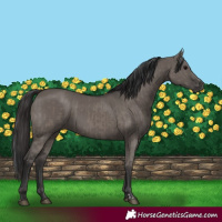 Horse Color:Grullo  and Smoky Grullo 