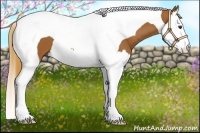 Horse Color:Chestnut Splash Tobiano