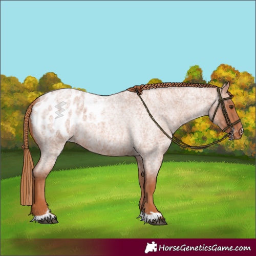 Horse Color:Red Roan Appaloosa 