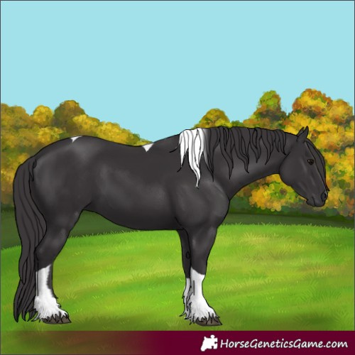 Horse Color:Smoky Black Tobiano 