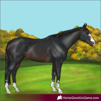 Horse Color:Brown 