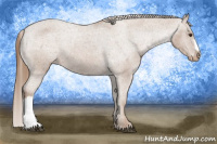 Horse Color:Chestnut Appaloosa 