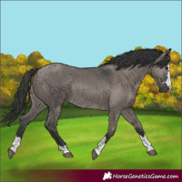 Horse Color:Grullo Rabicano  and Grullo Rabicano 