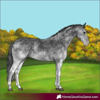 Horse Color:White Spotted Black 