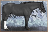 Horse Color:Blue Roan 