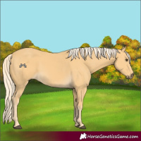 Horse Color:Palomino 