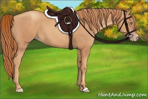 Horse Color:Gold Champagne 