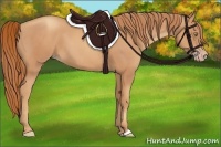 Horse Color:Gold Champagne