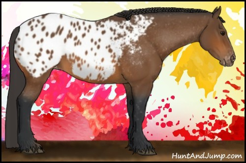 Horse Color:Bay Appaloosa 