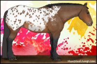 Horse Color:Bay Appaloosa 