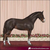 Horse Color:Liver Chestnut 