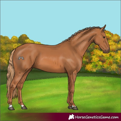 Horse Color:Chestnut 