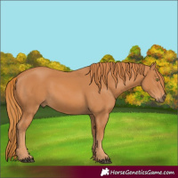 Horse Color:Chestnut 