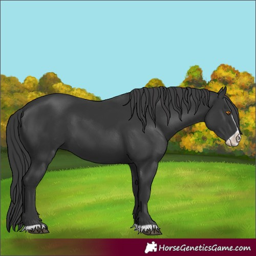 Horse Color:Black Frame 