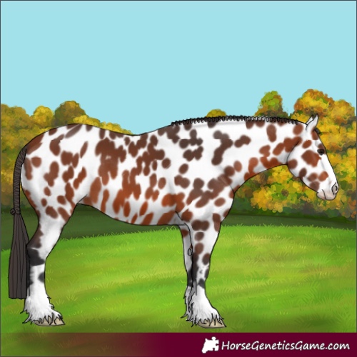 Horse Color:Bay Appaloosa 