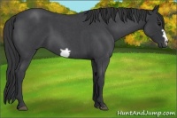 Horse Color:Blue Roan Frame
