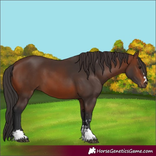 Horse Color:Brown 