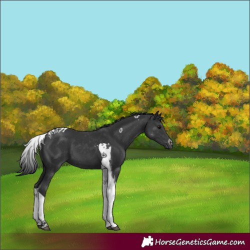 Horse Color:Black Tobiano 