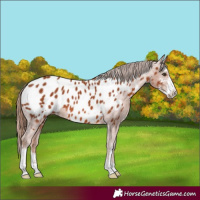 Horse Color:Chestnut Sabino Appaloosa 