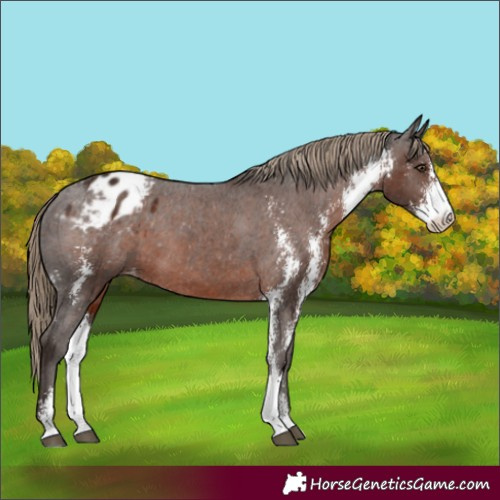 Horse Color:Liver Chestnut Sabino Appaloosa 