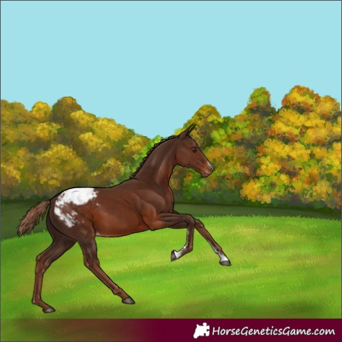 Horse Color:Liver Chestnut Sabino Appaloosa 