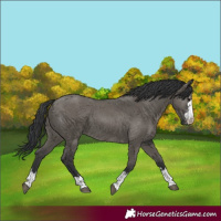 Horse Color:Grullo  and Grullo 