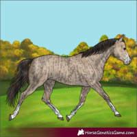 Horse Color:Grullo  and Classic Champagne Dun 