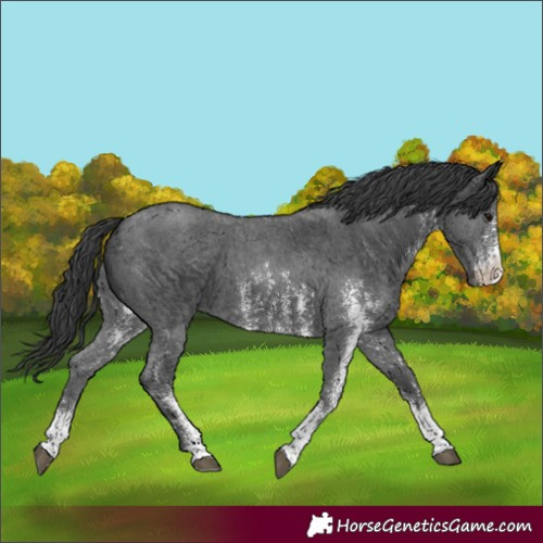 Horse Color:Black Sabino 