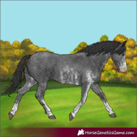 Horse Color:Black Sabino