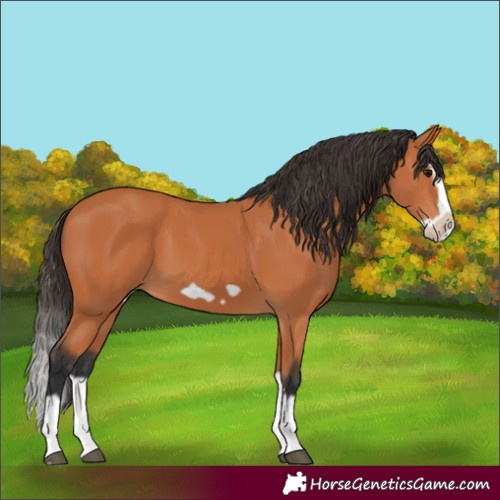 Horse Color:Bay Splash Frame 