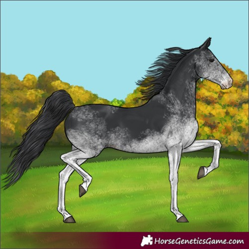 Horse Color:White Spotted Black 