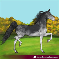 Horse Color:White Spotted Black 