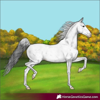 Horse Color:White Spotted Black 