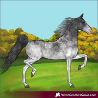 Horse Color:White Spotted Black 
