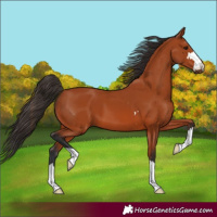 Horse Color:Bay 