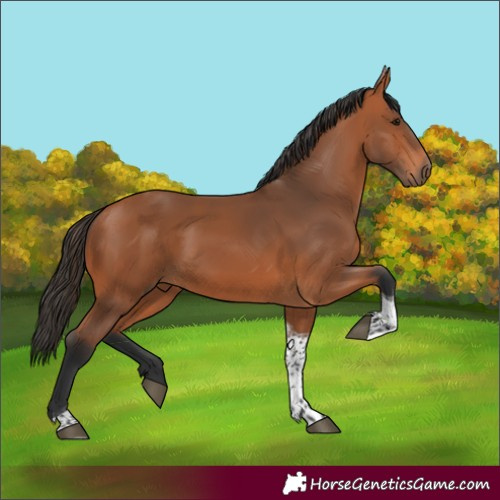 Horse Color:Bay Tobiano Rabicano