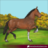 Horse Color:Bay Tobiano Rabicano 